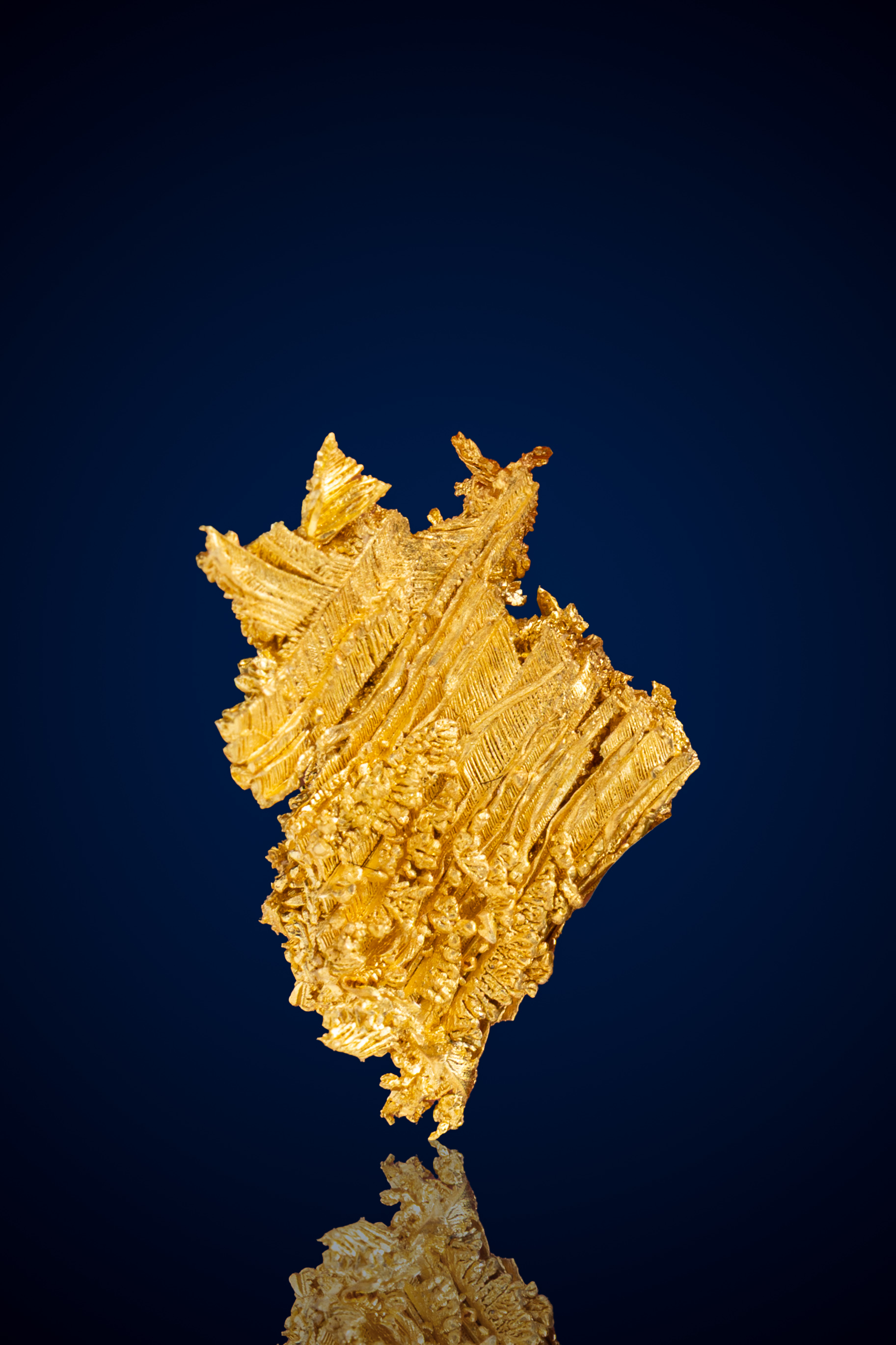 Jagged, Ribbed Crystallized Gold Nugget - Round Mountain, NV - 2.0 grams (image for) Jagged, Ribbed Crystallized Gold Nugget - Round Mountain, NV - 2.0 grams